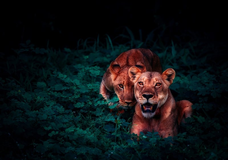 Jungle Quest